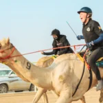 King Abdulaziz Camel Racing Festival - مهرجان الملك عبدالعزيز لسباقات الهجن