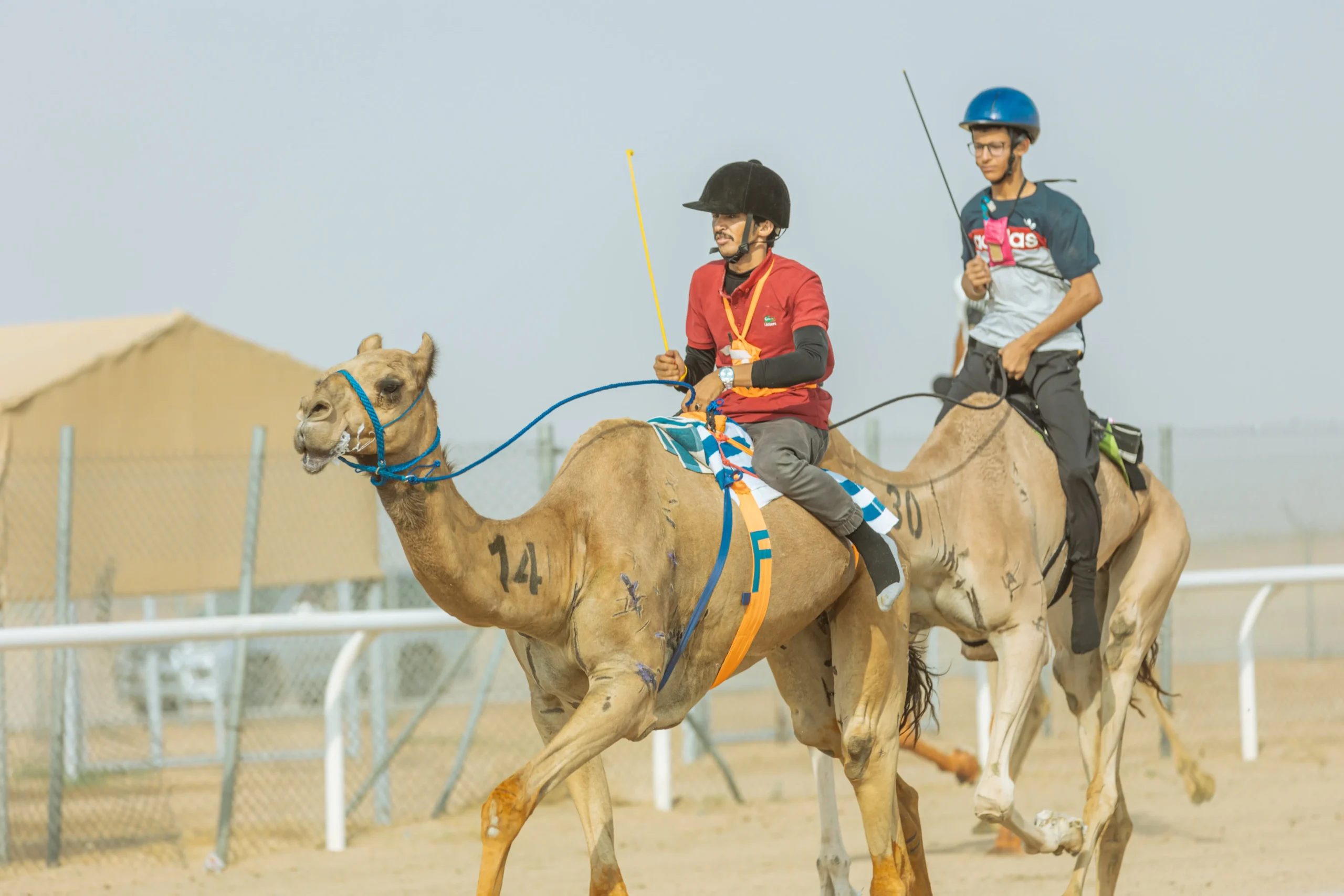 Zayed Al-Kubra Award Festival - مهرجان جائزة زايد الكبرة