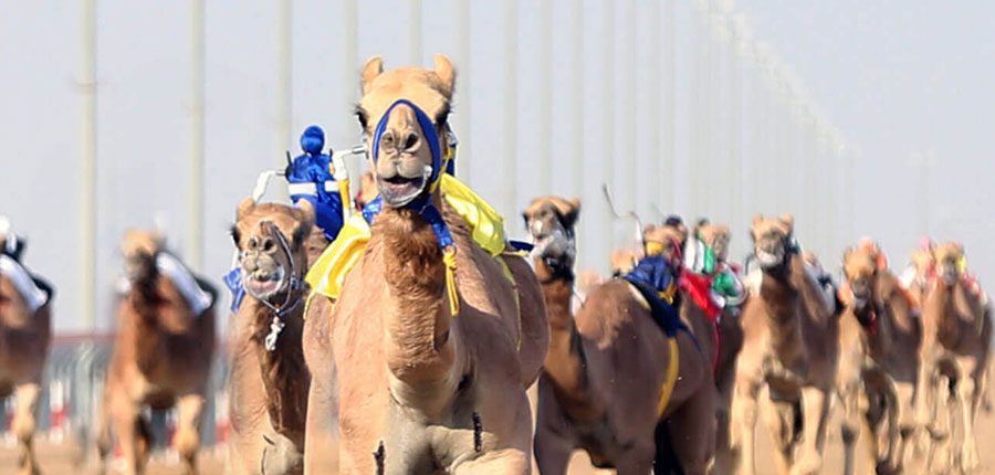 Read more about the article Globalisation of camel racing is consolidating: 19 new national federations